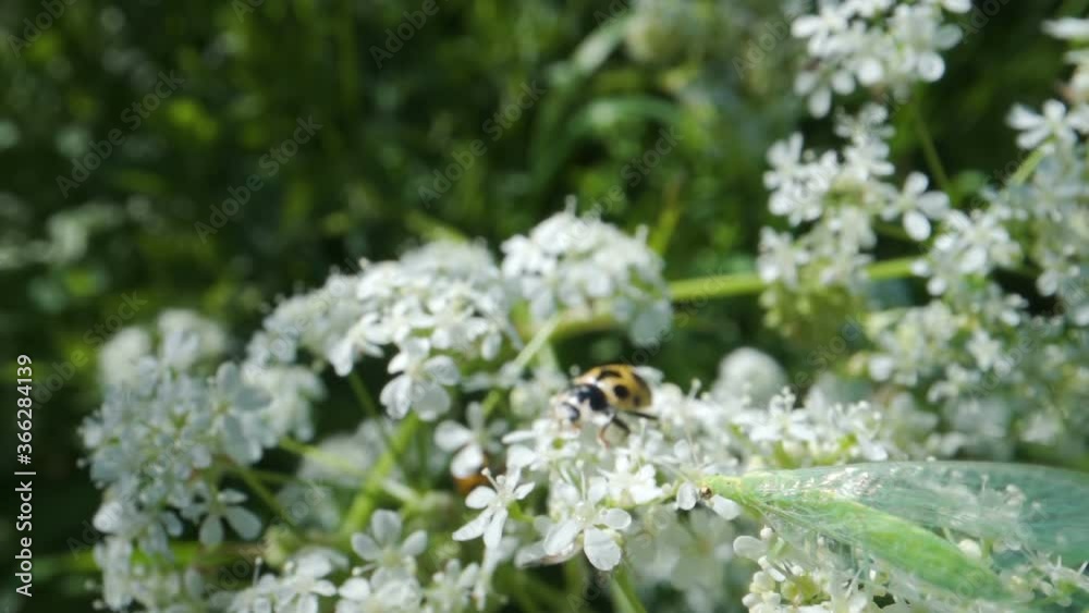 Small ladybugs crawling on the white flowers in the garden Small ladybugs crawling on the white flowers in the garden