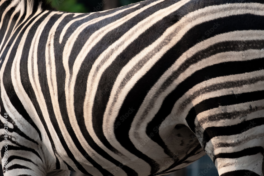 Stripes on the zebra's body zebra's body Stripes on the zebra's body zebra's body