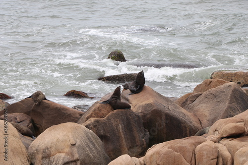 Fur seals basking on the rocks. Cabo Polonio environmental reserve.