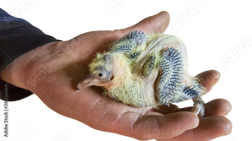 Villager man holding a little squab, pigeon chick with yellow plumage in his hand