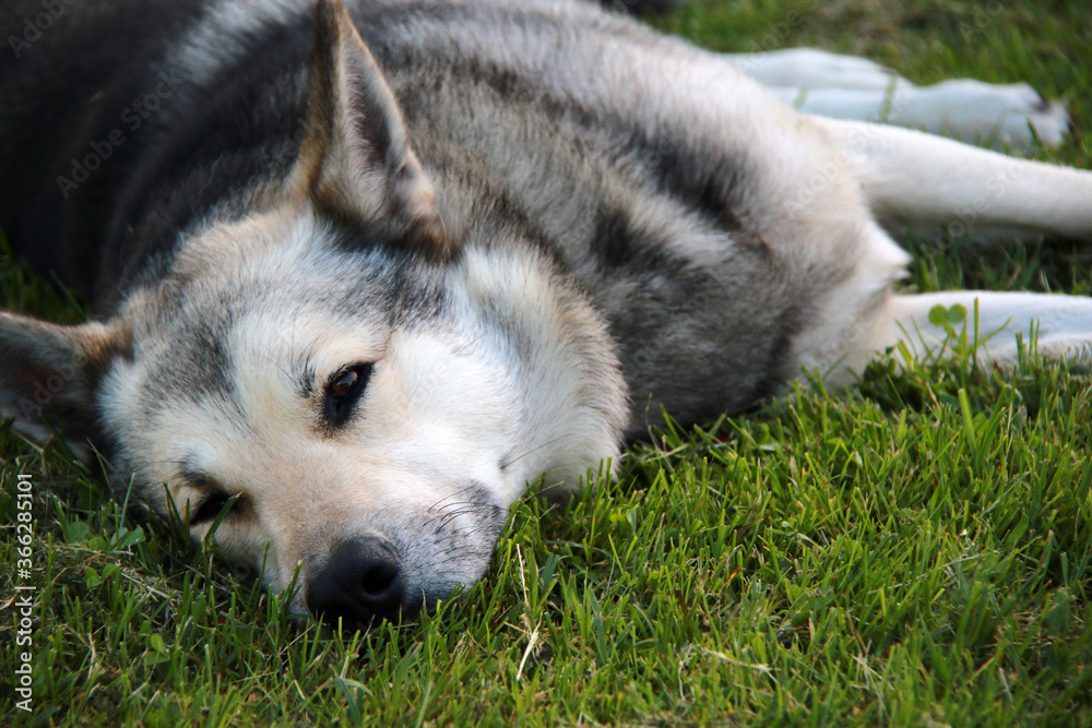 young dog sleep in the green grass