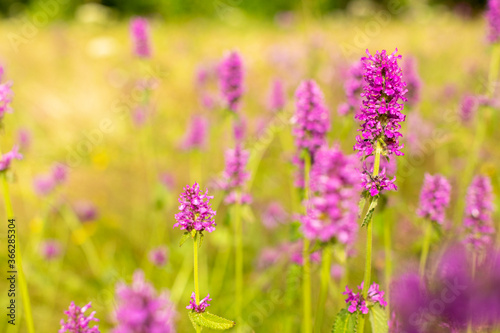 field of purple flowers