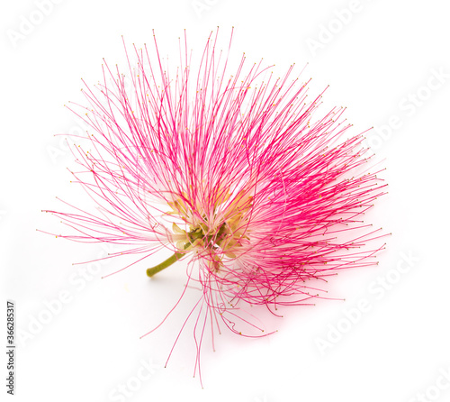 pink silk tree flower
