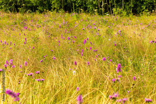 field of purple flowers