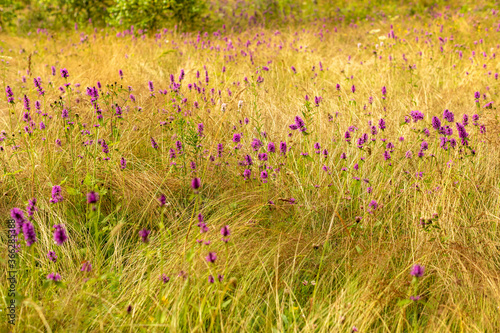 field of purple flowers