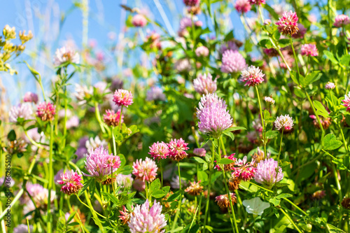 Pink flowers in the field