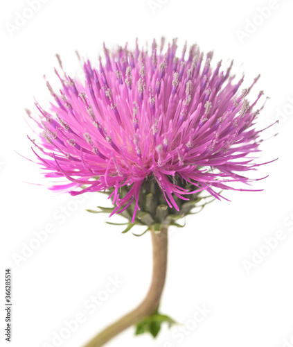 Thistle flower photo