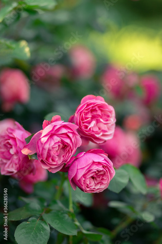 Pink roses in the park on a green background