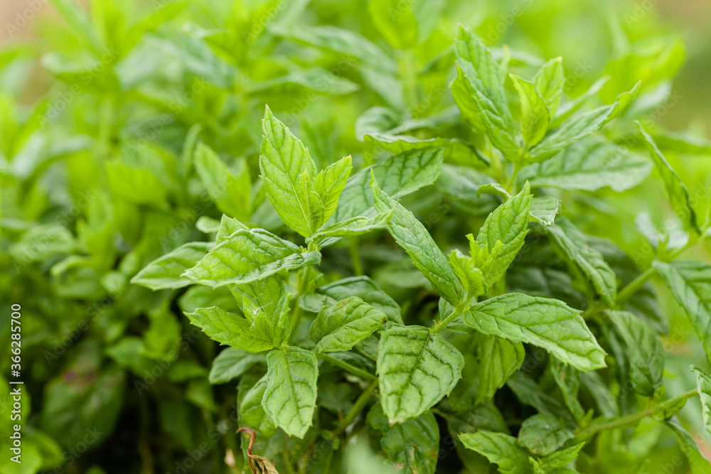 Fresh green organic basil growing on the garden bed. Close up Fresh green organic basil growing on the garden bed. Close up