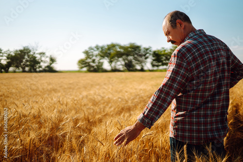 Farmer in a wheat field. Harvesting, organic farming concept. Rich harvest. © maxbelchenko