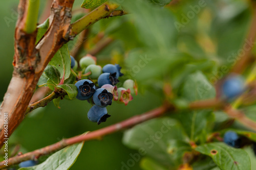 Riping blueberry on the bush. Close up, green background