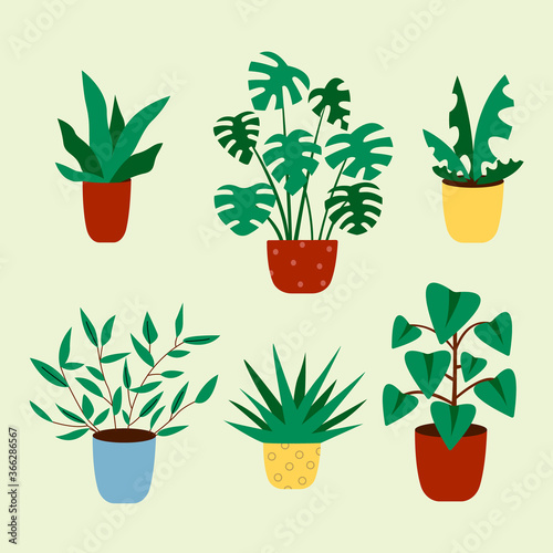Cactus and succulent plant growing in pots. Vector Cacti and succulents collection of house plants.
