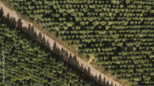 aérea de floresta com topo árvores, pinheiros, alinhados com estrada transversal e sombras em dia ensolarado  photo