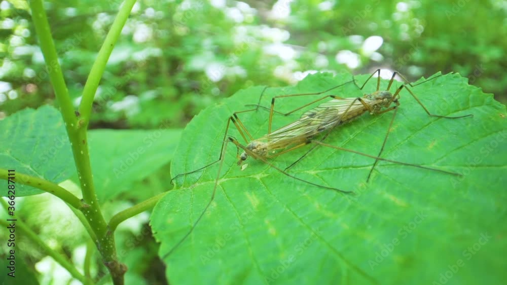 Two white insects on a mating session on top of the leaf Two white insects on a mating session on top of the leaf