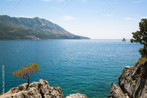 Lonely tree on a rock in Montenegro. Budva region. Very beautiful blue sea, view from the mountain.