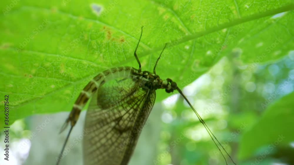 A butterfly with the transparent wings on the leaves A butterfly with the transparent wings on the leaves