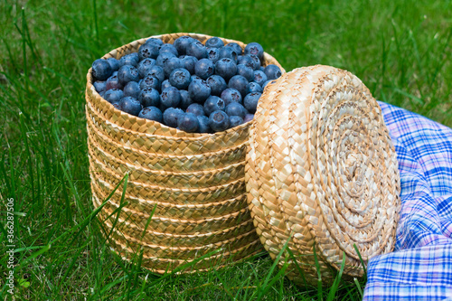  Blueberries in a wicker basket on green grass.