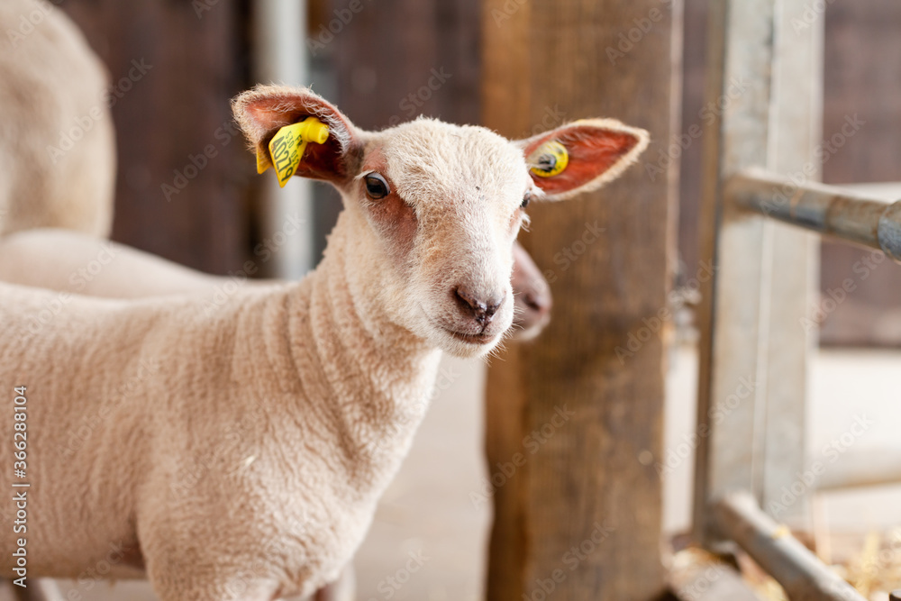 Domestic animals on the little farm eating the grass. Sheep, lambs. Green background, close up. Domestic animals on the little farm eating the grass. Sheep, lambs. Green background, close up.