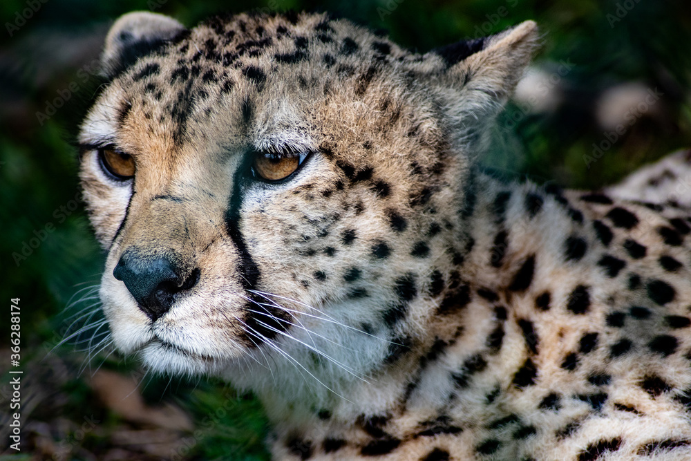 Fototapeta premium portrait of a cheetah