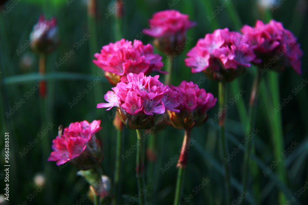 small bright pink perennial garden flowers small bright pink perennial garden flowers
