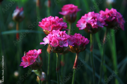 small bright pink perennial garden flowers