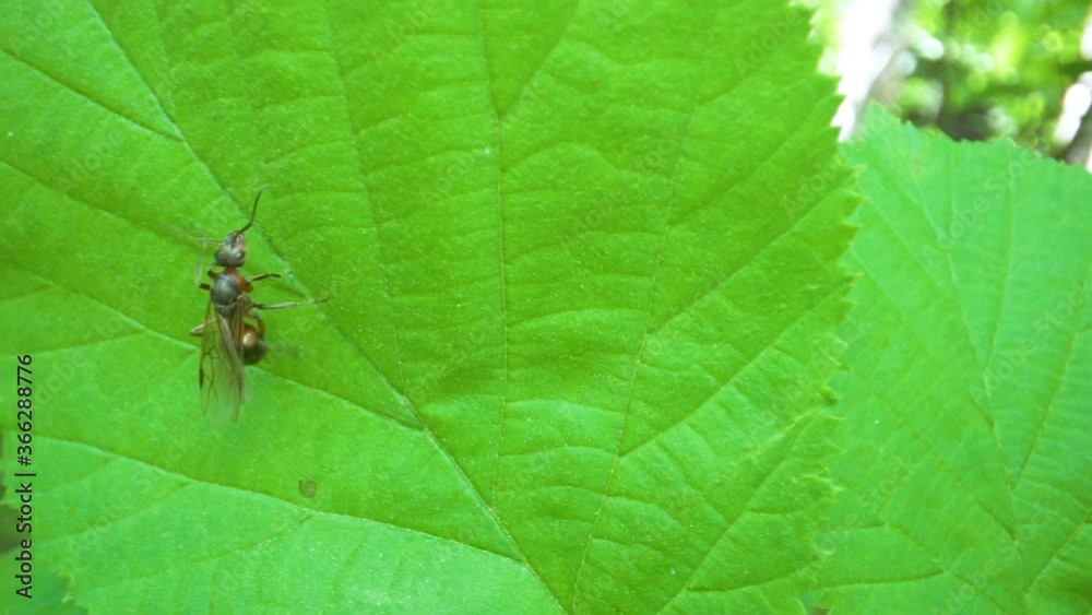 The crawling insect going to the top of the leaf