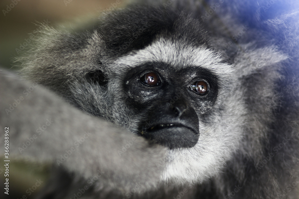 Fototapeta premium cute grey gibbon silvery monkey