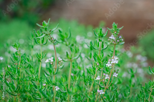 Organic herbs. Thyme plant close-up. Aromatic herbs. Seasoning, cooking ingredients photo