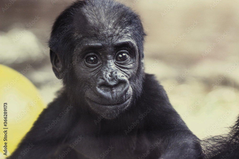 cute baby gorilla portrait