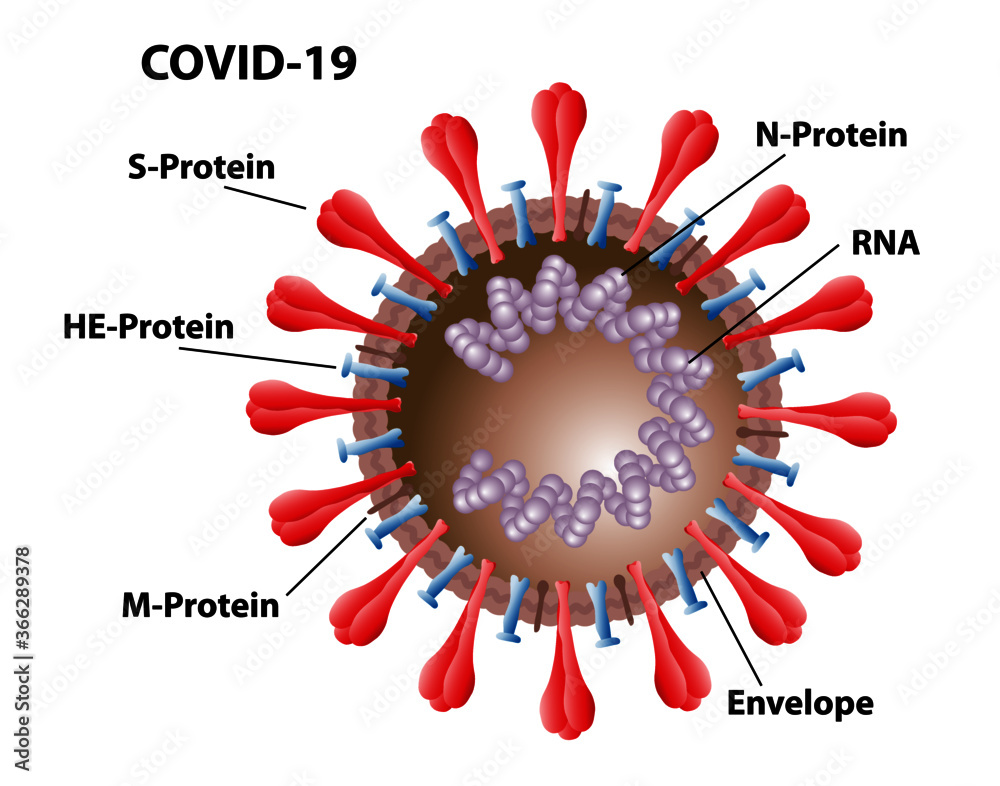 Vecteur Stock COVID19 morphology of virus structures, with labels of