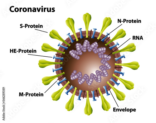 Coronavirus morphology of COVID-19 virus structures, with labels of proteins, envelope, ribosomes, and RNA. Virus, not bacteria cell structures.