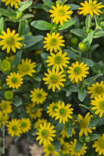 Gelbe Blumen mit grünem Kern