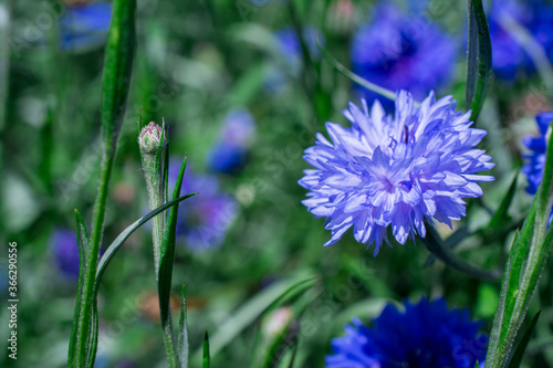 Centaurea cyanus cornflowers beautiful blue flowers photo