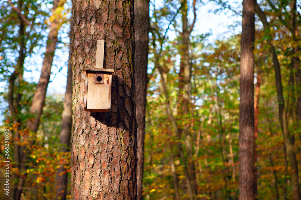 Birdhouse on a pine tree . Coniferous forest with nesting box in the autumn 