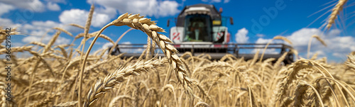 Combine harvester working on a wheat field. Seasonal harvesting the wheat. Agriculture.