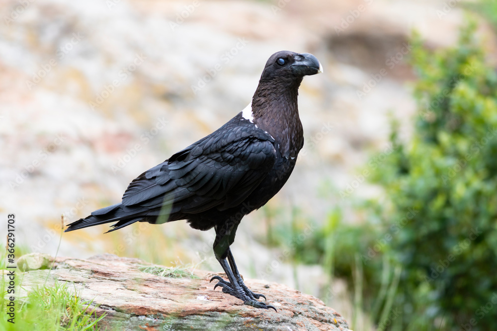 Obraz premium Crow blink it's eye while sitting on a rock