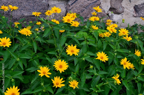 Yellow vivid flowers of heliopsis grow in summer on a stone wall