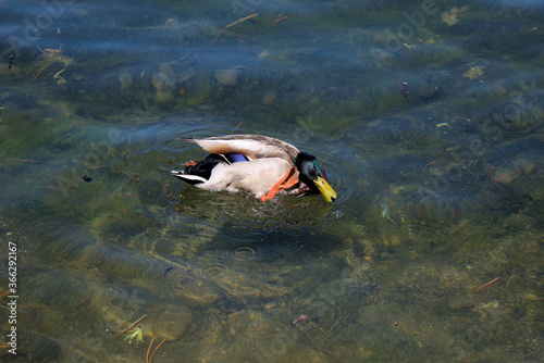 Ente auf dem See in Sankt Moritz 27.5.2020