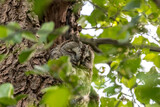 Sleeping tawny owl in the nest hollow