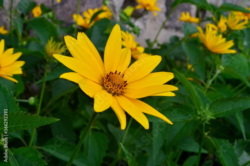 Oxe eye  Heliopsis scabra  grows in summer garden. Heliopsis scabra yellow flower
