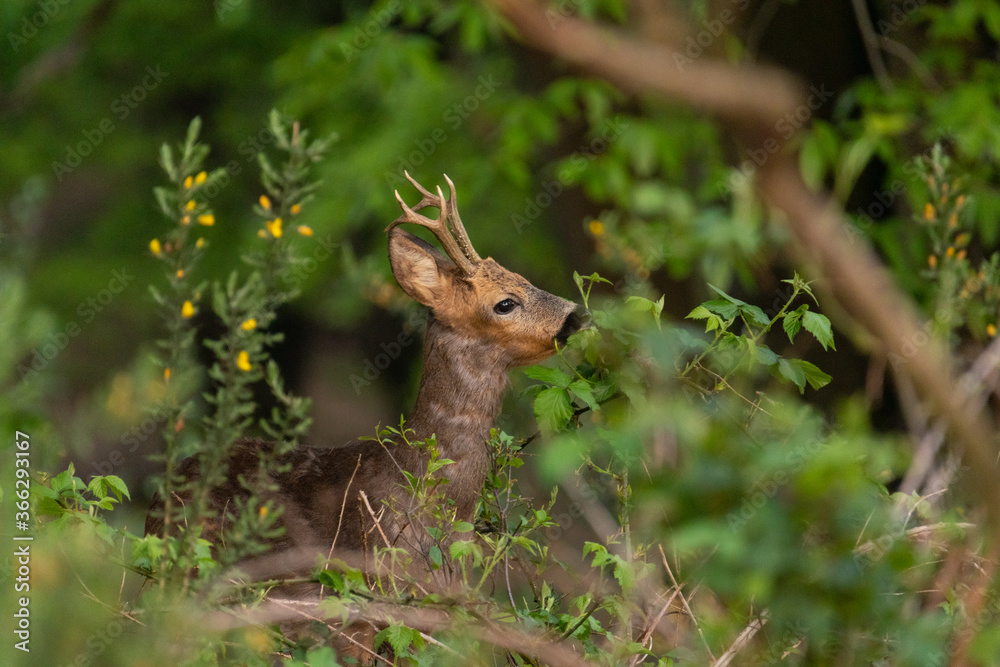 Roe deer (roebuck) eating leaves from a tree. Roe deer in national park Veluwezoom in the netherlands Roe deer (roebuck) eating leaves from a tree. Roe deer in national park Veluwezoom in the netherlands
