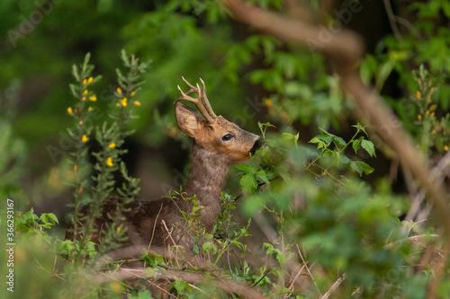 Roe deer (roebuck) eating leaves from a tree. Roe deer in national park Veluwezoom in the netherlands