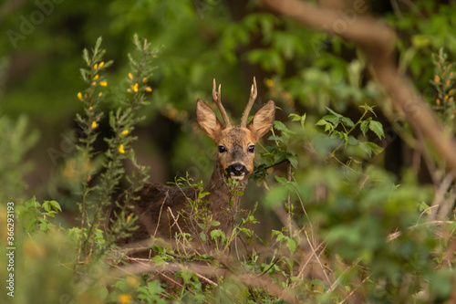 Male roe deer (Capreolus capreolus) watching curious. Roe buck in national park Veluwezoom in the netherlands