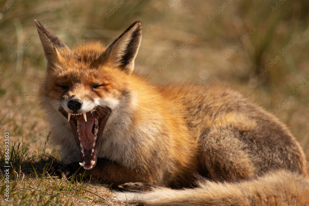 Red fox laying and yawning after hunting.