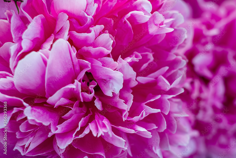 Background of beautiful pink and white peony buds