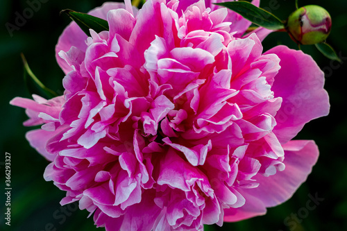 A huge pink peony flower bud on a dark green background. View from above