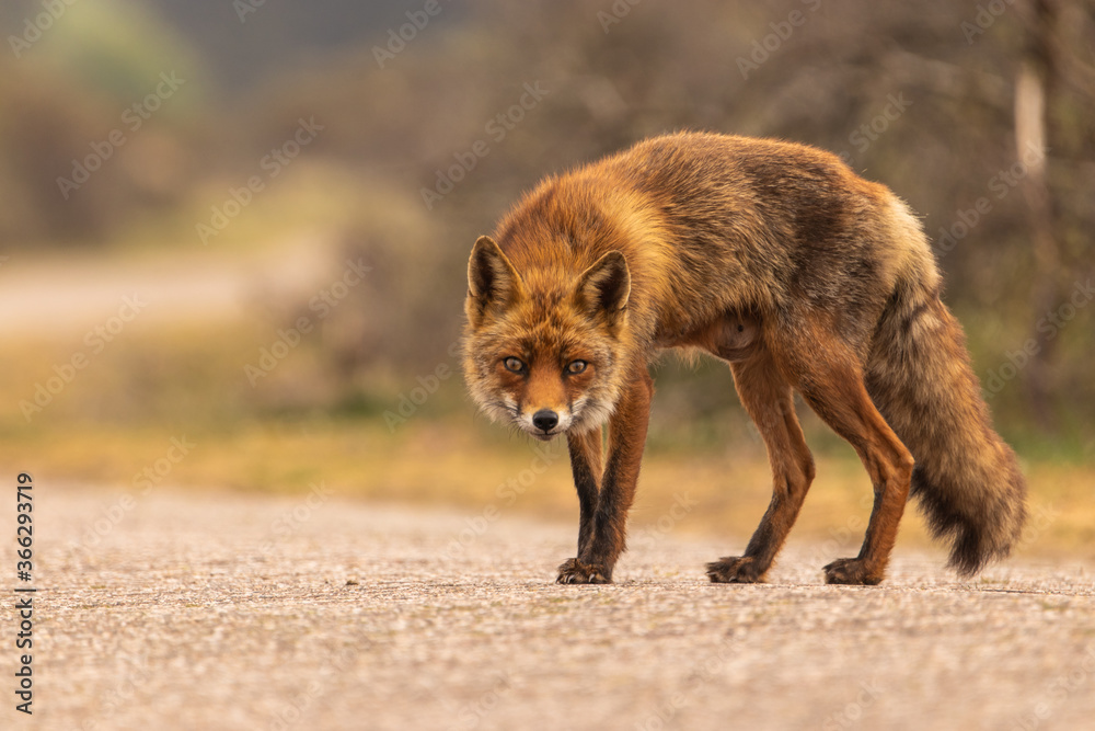 Fototapeta premium Curious red fox standing on the road.