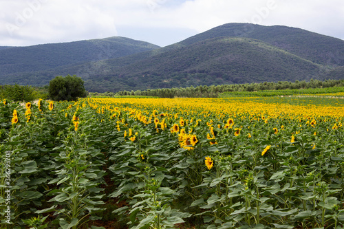Field of sunflowers that flows up to the hills of Ulcellina park. Alberese, Tuscany, Italy.