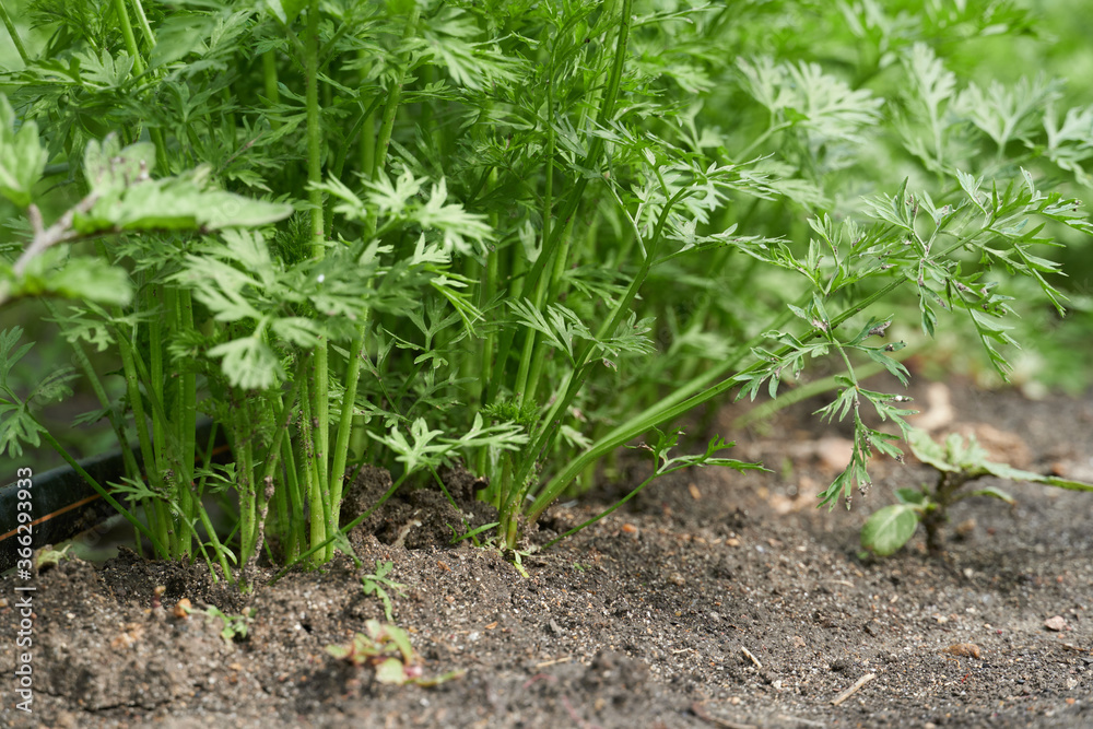 young vegetable sprouts grow from the ground, close view young vegetable sprouts grow from the ground, close view