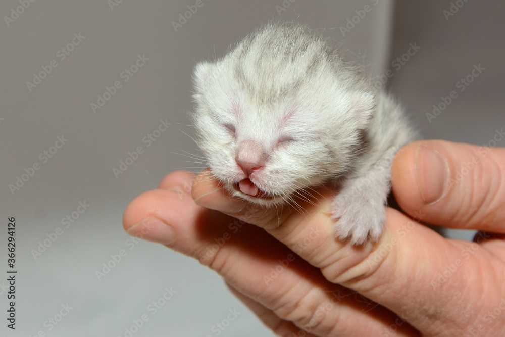 One day old kitten with closed eyes in the man's hands. Little multicolored british kitten in the man's hands. One day old kitten with closed eyes in the man's hands. Little multicolored british kitten in the man's hands.